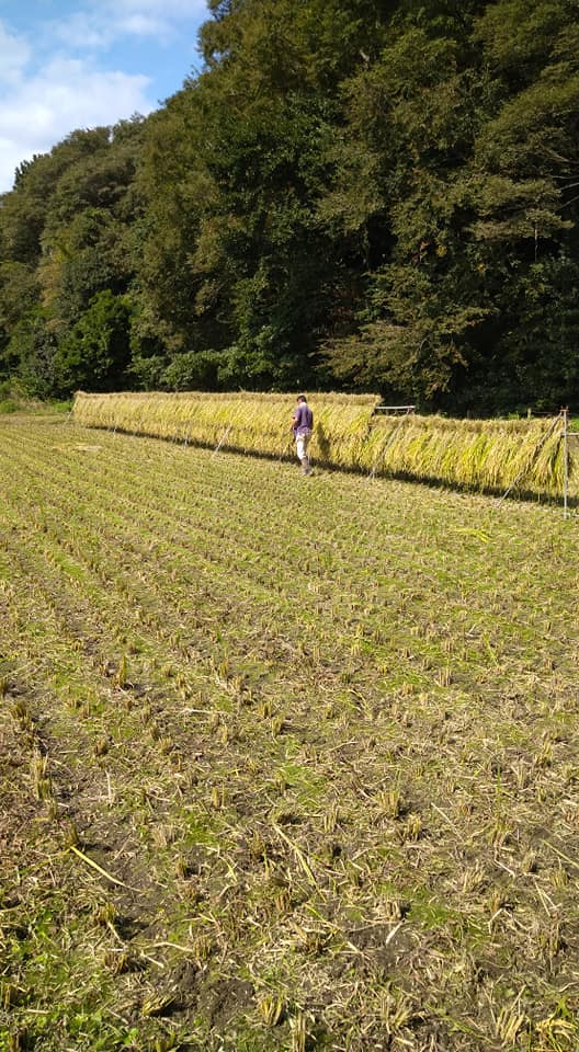 昔ながらの「稲架(はさ)掛け」 | 笑農和(えのわ)